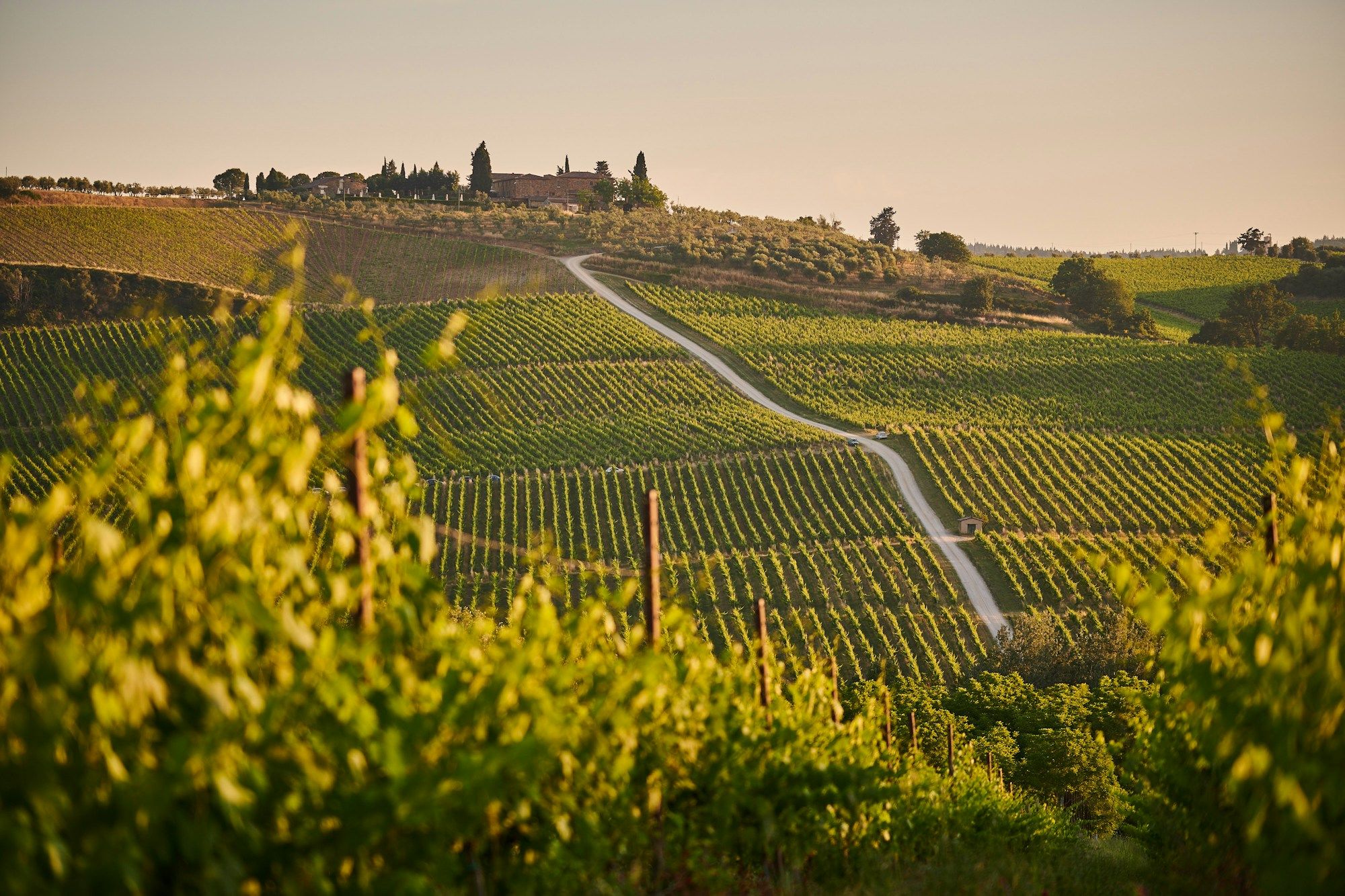 Vineyards in the Chianti hills